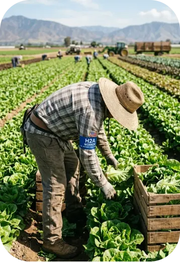 H-2A — Trabajos Temporales Agrícolas